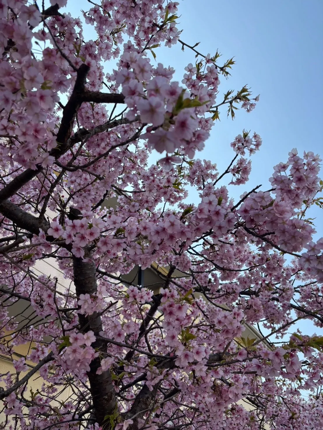 イラン戦争の影響でガソリンが値上がりする中、経済的な不安を抱...