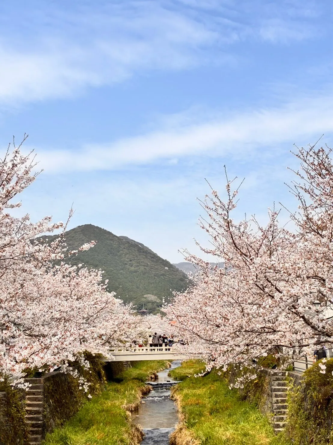 山口市の平井にある就労継続支援B型事業所で、素敵な花見レクリ...