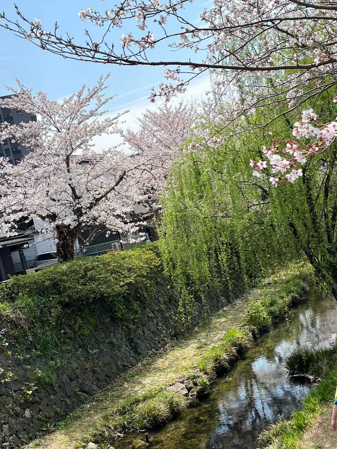 山口市の平井にある就労継続支援B型事業所で、素敵な花見レクリ...