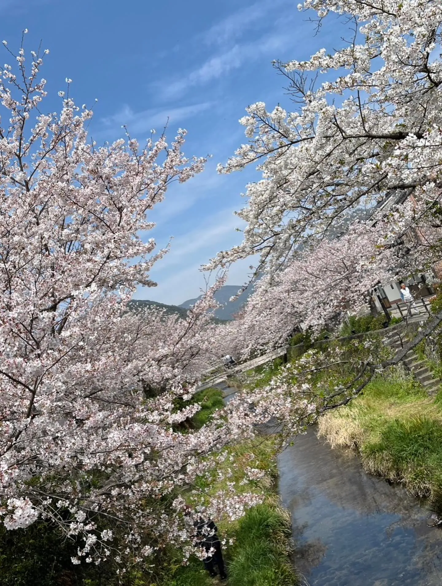 山口市の平井にある就労継続支援B型事業所で、素敵な花見レクリ...